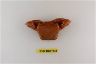 藏品(休氏聲蟹)的圖片